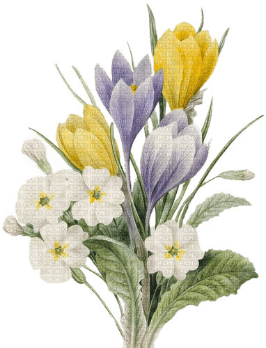 Blumen, Primeln, Krokusse, Flowers, Spring - png gratuito