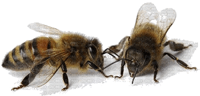 včela - Bezmaksas animēts GIF