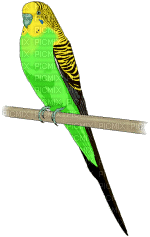 Kaz_Creations Birds Bird Budgie - GIF animé gratuit