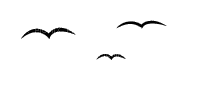 dan chim - Bezmaksas animēts GIF