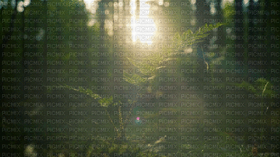 fond forest bp - 無料のアニメーション GIF