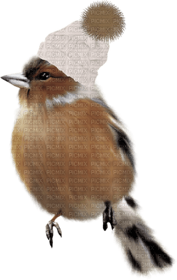 Bird.Oiseaux.Pájaro.Victoriabea - PNG gratuit
