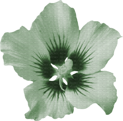 Tube Scrap-Décoration Fleur - darmowe png