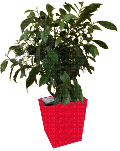 Kwiat doniczkowy, fikus - ilmainen png