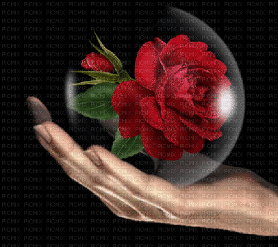 rosemab - Безплатен анимиран GIF