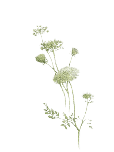 wildflowers Bb2 - δωρεάν png
