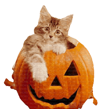 Autumn - Cat - Kostenlose animierte GIFs
