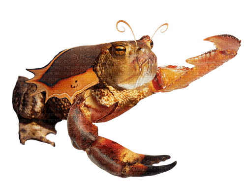 crab toad frog sea creature thing - png gratuito