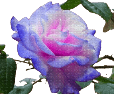 rose parme - png grátis