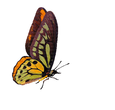 butterfly papillon schmetterling deco tube gif anime animated animation spring  printemps frühling primavera весна wiosna - GIF animado gratis