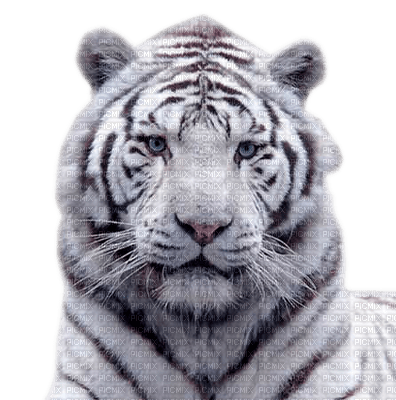 tigre - besplatni png