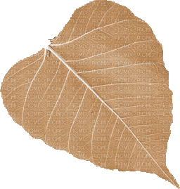 feuille - zadarmo png