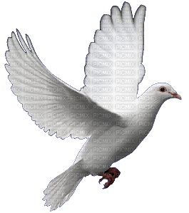 oiseaux - безплатен png