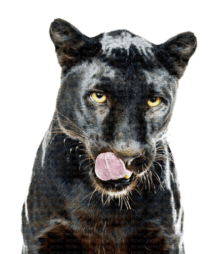 Kaz_Creations Animal-Black Panther - PNG gratuit
