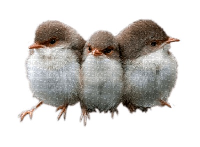 birds anastasia - zadarmo png