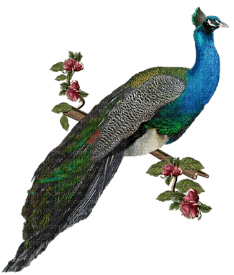 Peacock bp - png ฟรี