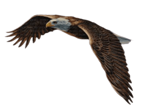 aigle - PNG gratuit