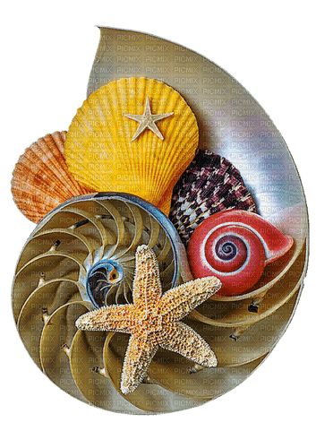 seashells Bb2 - PNG gratuit