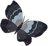 ✶ Butterfly {by Merishy} ✶ - 免费PNG