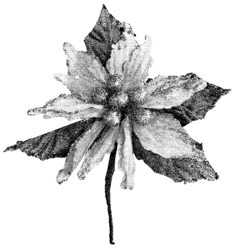 Flower.Black.White - безплатен png