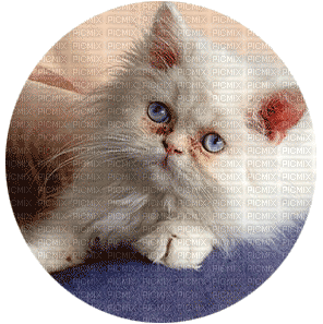 Kaz_Creations Cats Cat Kitten - Ilmainen animoitu GIF