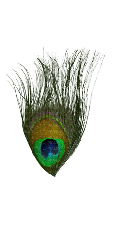 Peacock feather - png gratis