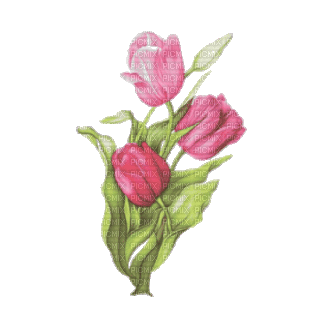 Тюльпаны - Бесплатный анимированный гифка