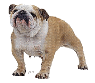 bulldog - Nemokamas animacinis gif