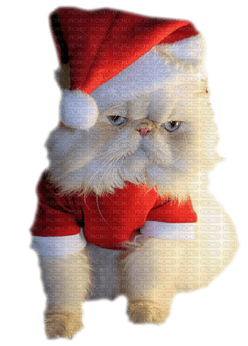 Noël chat - png gratis