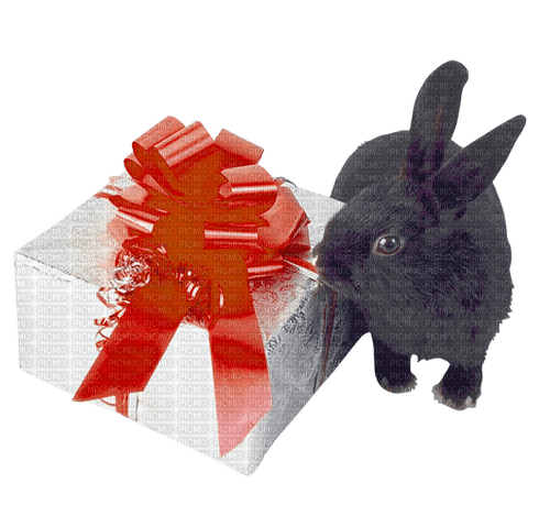 rabbit by nataliplus - Free PNG