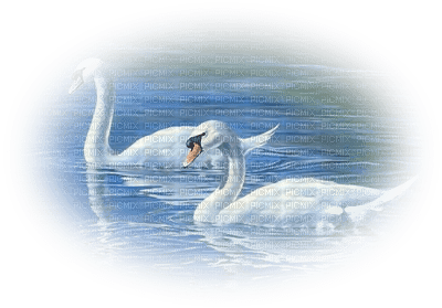 Kaz_Creations Swans Birds - PNG gratuit
