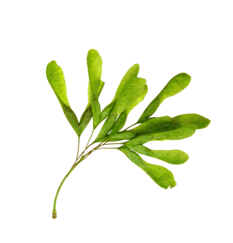 Plante Vert:) - 免费PNG