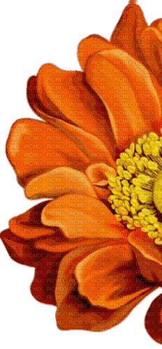 цветы - GIF animasi gratis