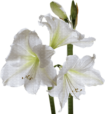 Flowers white bp - kostenlos png
