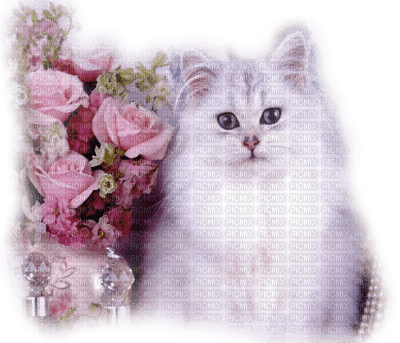 "gato blanco"cat marta - gratis png