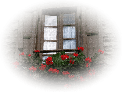 minou-fönster-window - 免费PNG