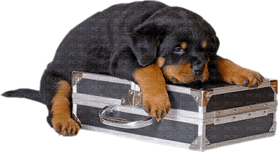 Kaz_Creations Dog Pup Luggage - zdarma png
