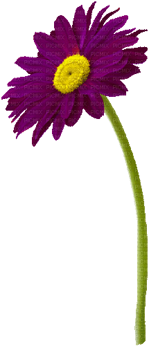 Animated.Flower.Purple - By KittyKatLuv65 - Free animated GIF