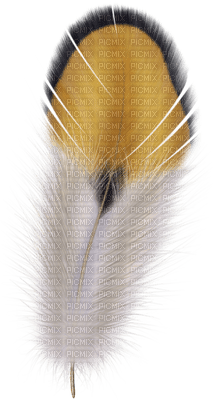 feather feder deco tube  ressort - gratis png