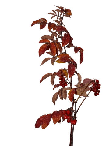 Autumn.Plants.Automne.otoño.Victoriabea - Free PNG