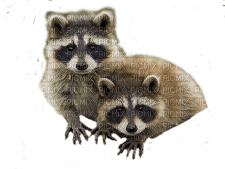 raccoon bp - zdarma png