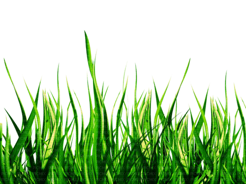 grass nature green - PNG gratuit