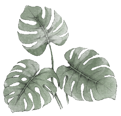 plants bp - Zdarma animovaný GIF