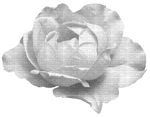 flower-white - nemokama png