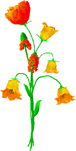 Animated.Flowers.Red.Orange - By KittyKatLuv65 - Бесплатный анимированный гифка
