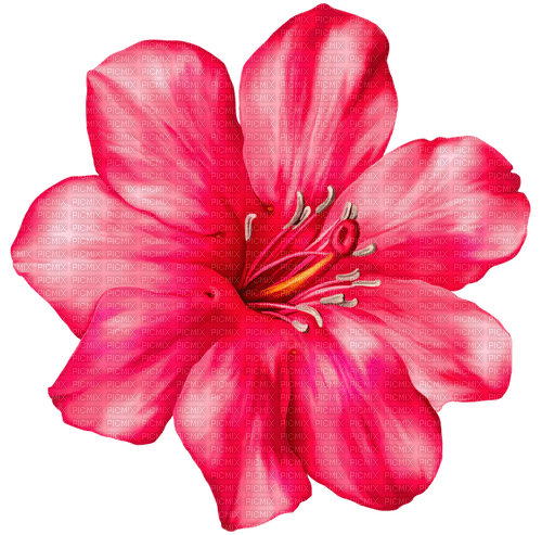 exotic pink flower - bezmaksas png