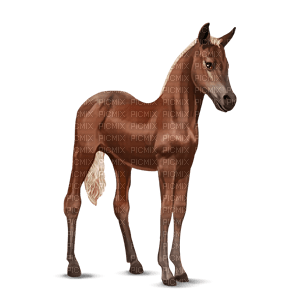 red pony - png grátis