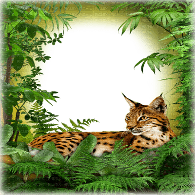jungle frame wild cat cadre