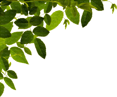 feuilles - фрее пнг