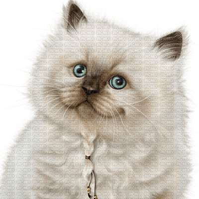 Kaz_Creations Cats Cat Kittens Kitten - ücretsiz png
